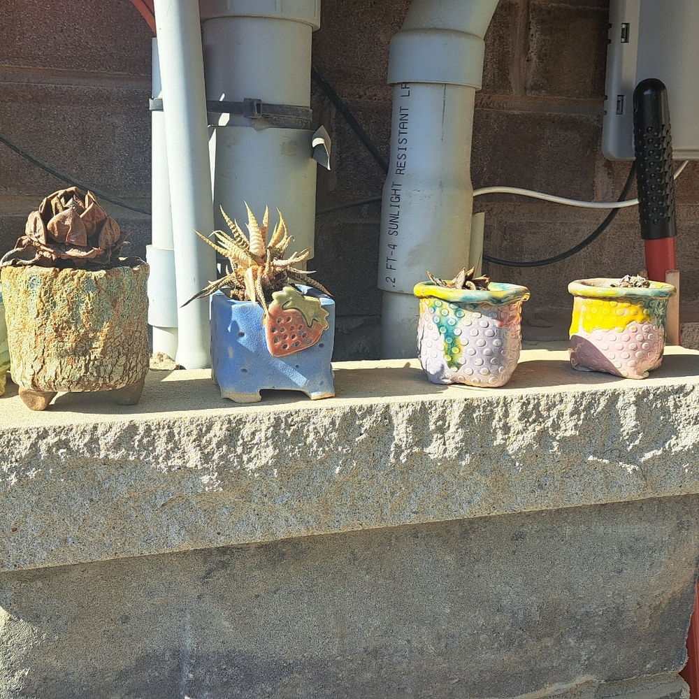 Set of 5 Succulent/Cactus planters